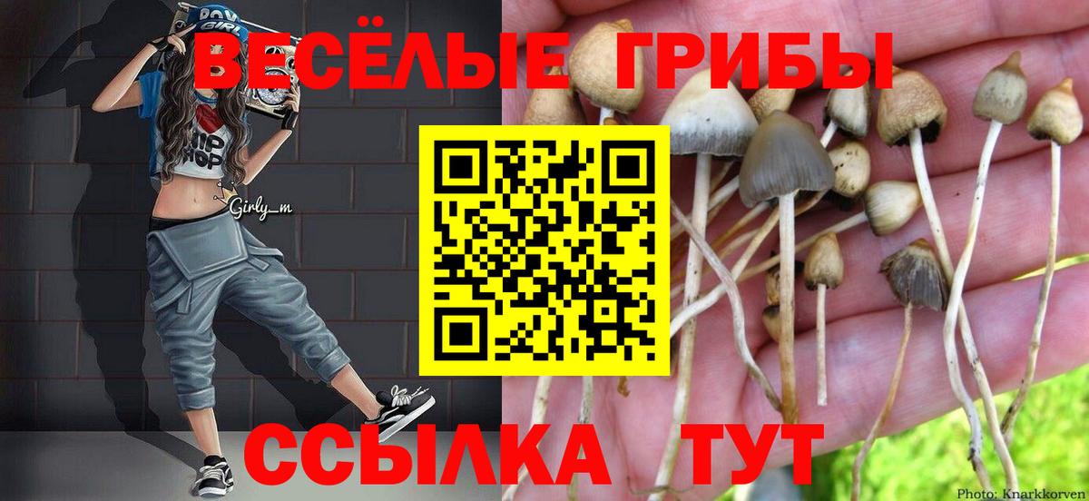 Галлюциногенные грибы Psilocybe  Вход с VPN  Сокол 